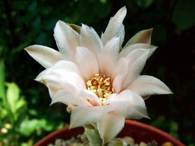 Gymnocalycium _calochlorum 'proliferum' P109 _08